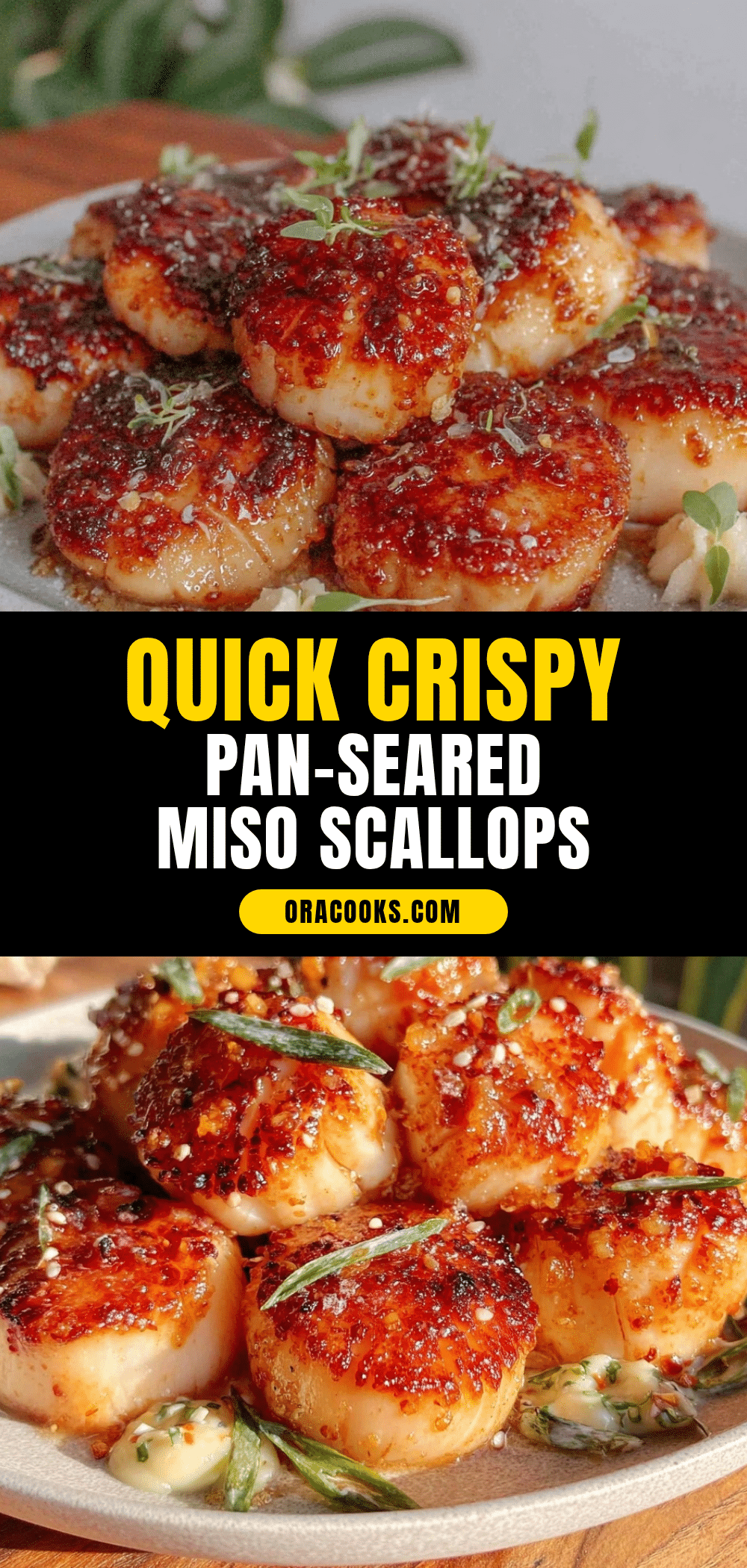 quick crispy pan-seared scallops with miso glaze recipe